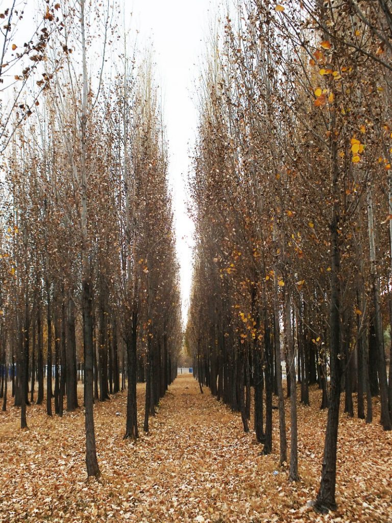 Kırşehir/Kütük ev mahallesi