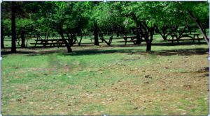 karadağ ormanı adıyaman