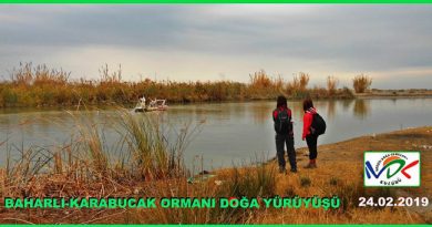 baharlı, karabucak ormanı