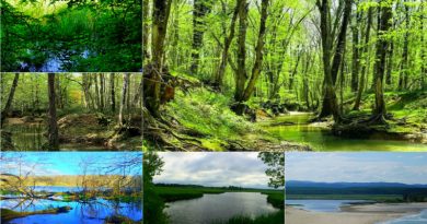 iğneada longoz ormanı,