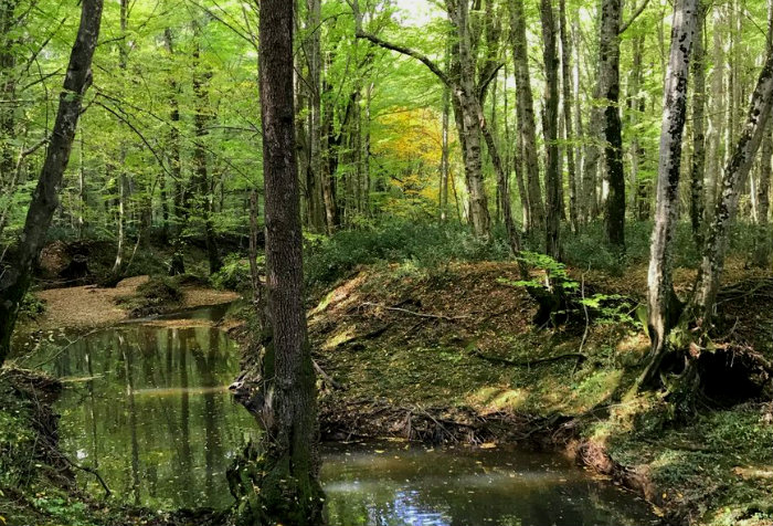 İğneada Longoz Ormanları Milli Parkı