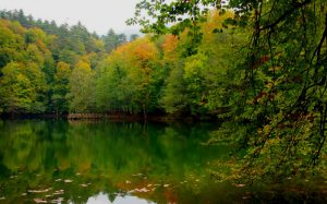 Yedigöller Milli Parkı