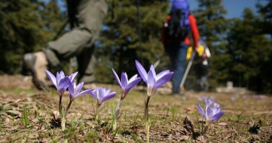 Azaphane - Çamkoru Göleti