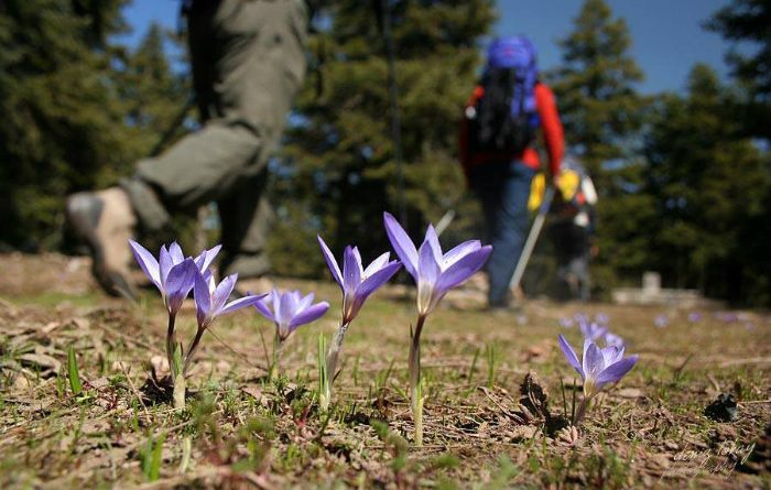 Azaphane - Çamkoru Göleti