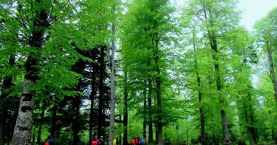 Bolu Dağı Çamlıpınar Göleti